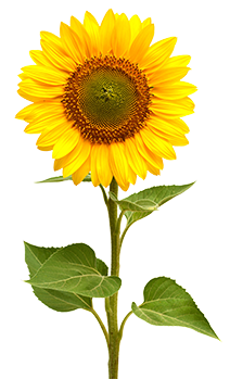 Sonnenblume, Copyright Ian 2010 - Fotolia.com #59855986